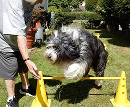 ActiveDogDad